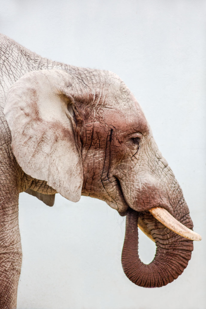 Słoń afrykański - niezwykły portret zwierząt ZOO. Magda Głogowska Portrecistka Zwierząt fotograf. Projekt Bilet roczny.