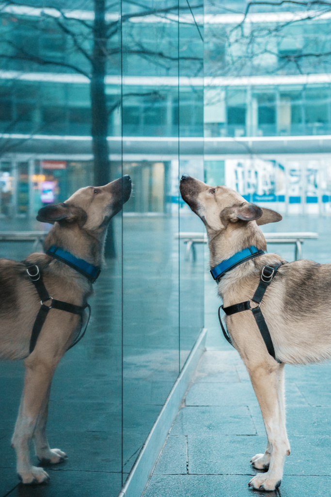Fotografia psów Warszawa, czyli sesja zdjęciowa dla psa i jego właściciela. Magda Głogowska Portrecistka Zwierząt - psi fotograf