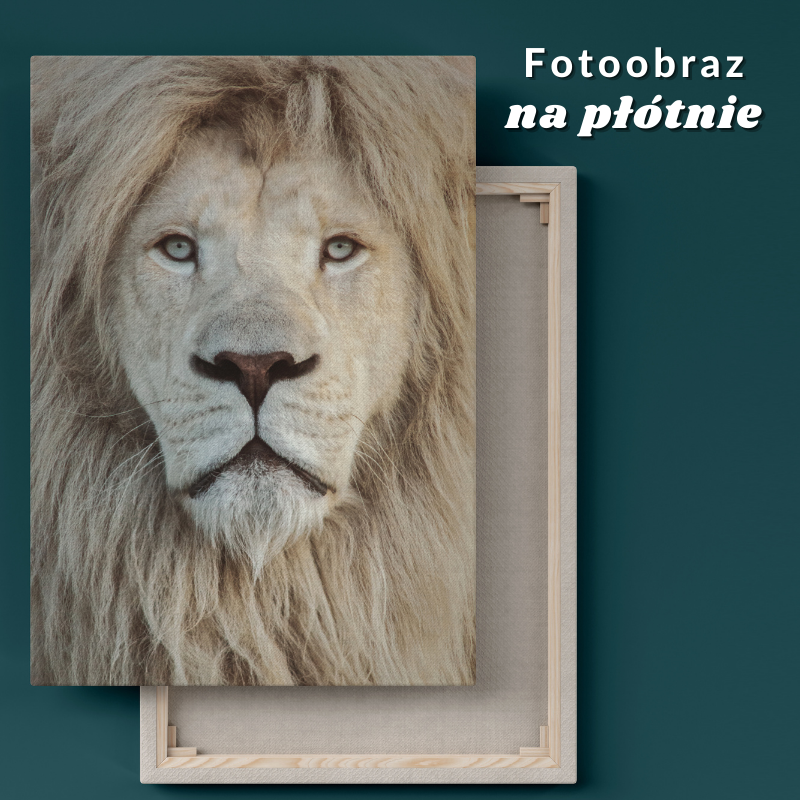 Obrazy ze zwierzętami na ścianę - piękny fotoobraz lwa