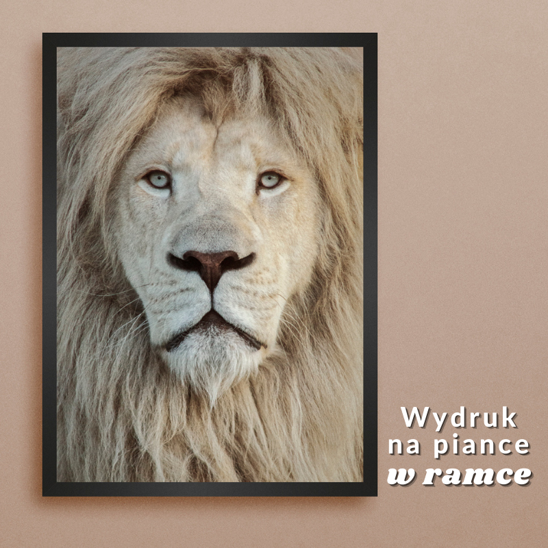 Obrazy ze zwierzętami na ścianę - piękne zdjęcia lwa w czarnej ramce